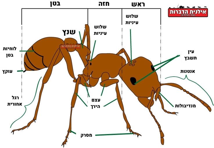חלקי הגוף של הנמלה