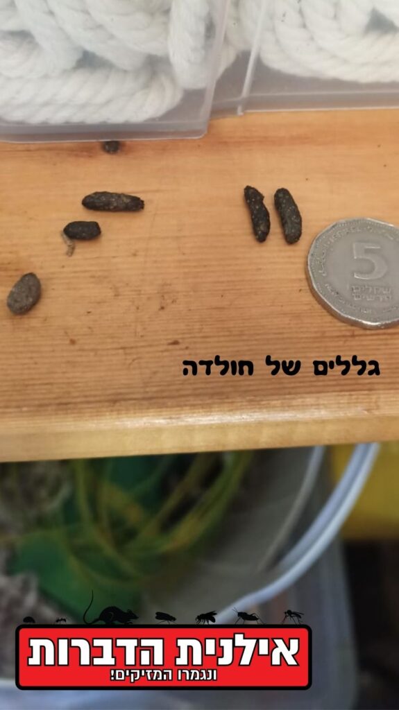 קקי של חולדה