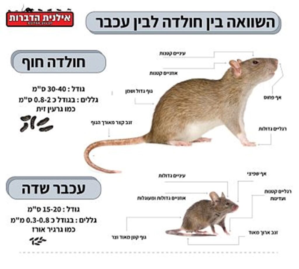 מה ההבדל בין עכבר לחולדה