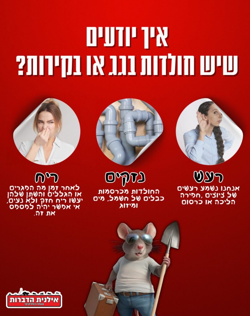 איך יודעים שיש חולדות בגג או בקירות