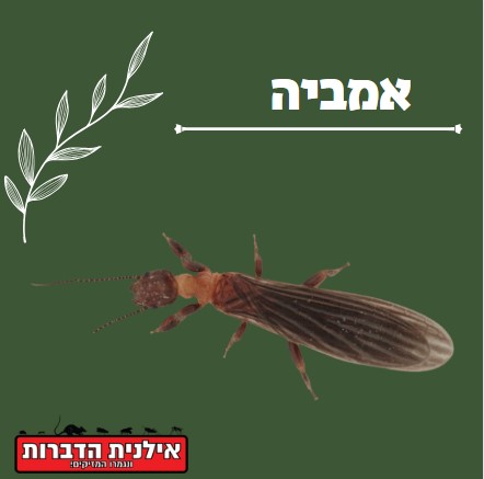 אמביה