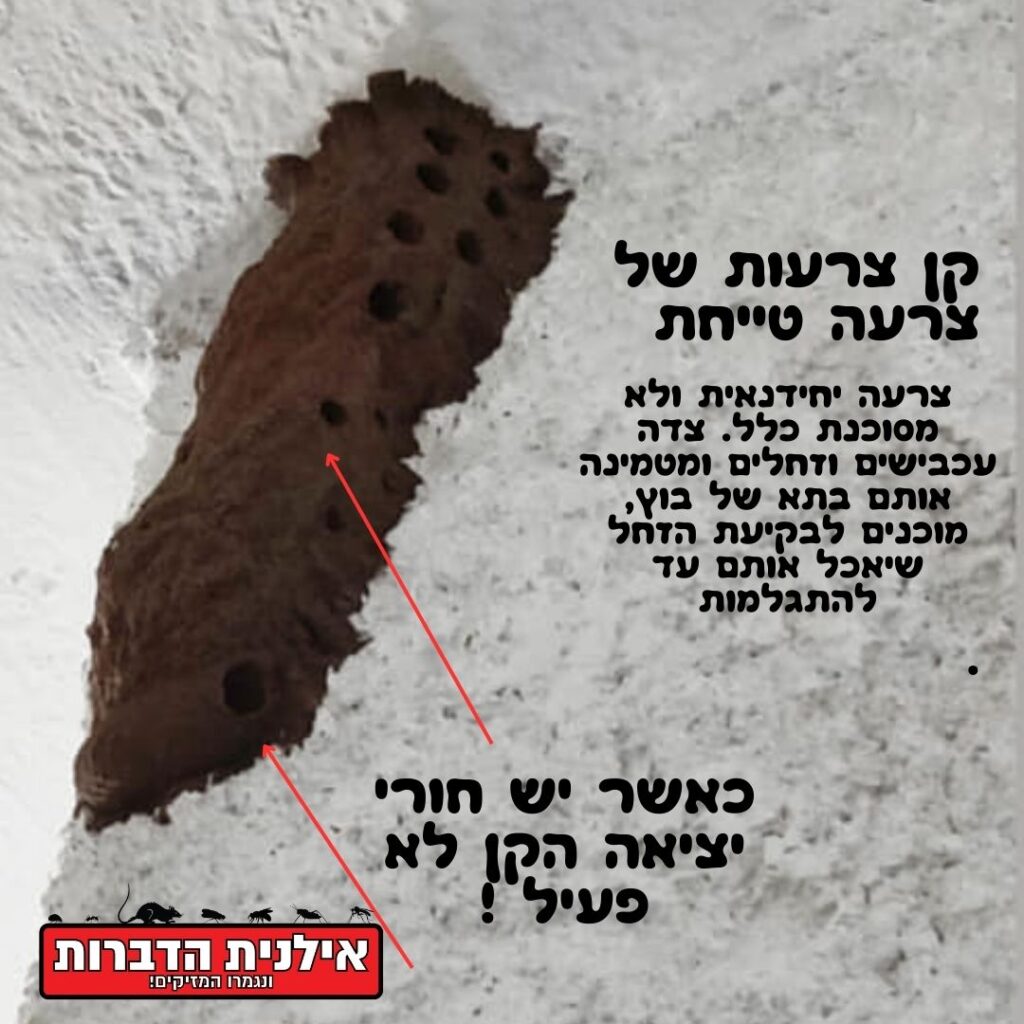 קן צרעות מבוץ