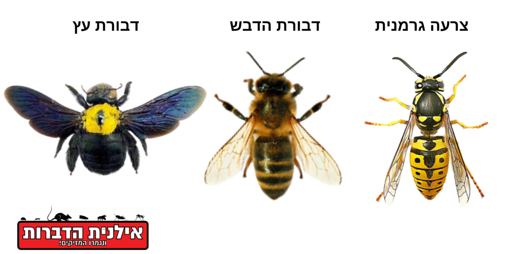 סוגי צרעות