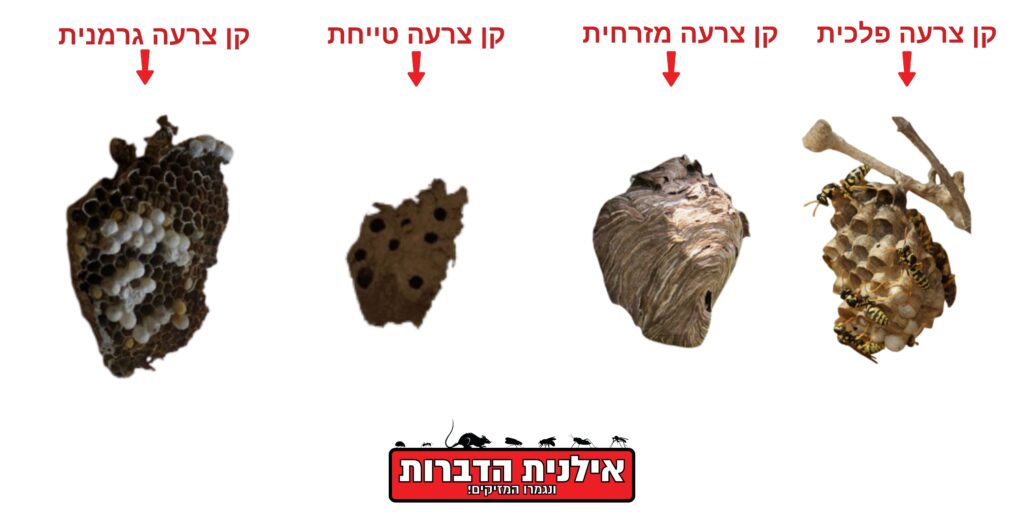 סוגים של קן צרעות