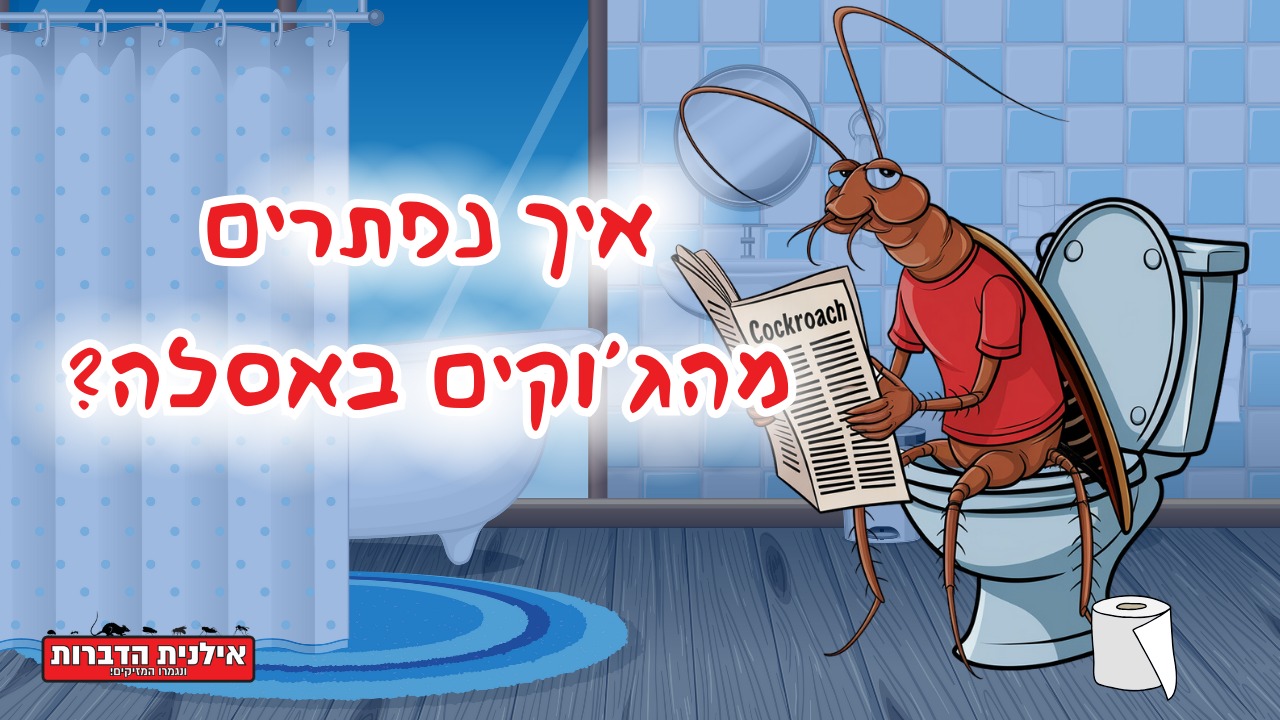 גוקים באסלה