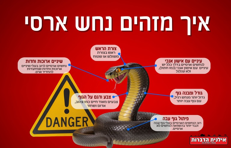 איך מזהים נחש ארסי