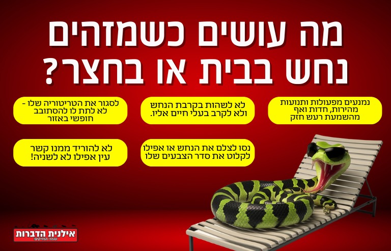 מה עושים כשמזהים נחש בבית או בחצר?