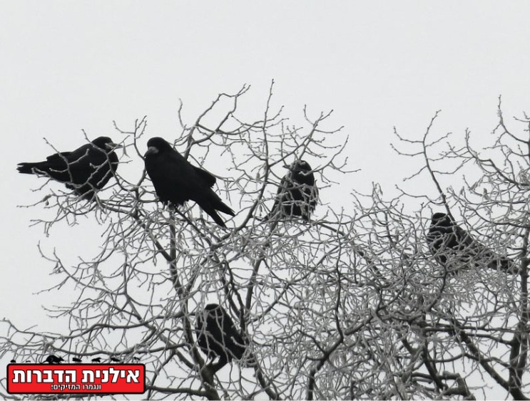 הרחקת עורבים מהבית