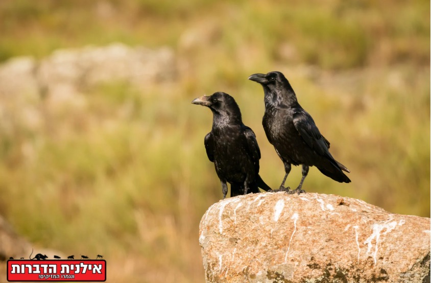 הרחקת עורבים