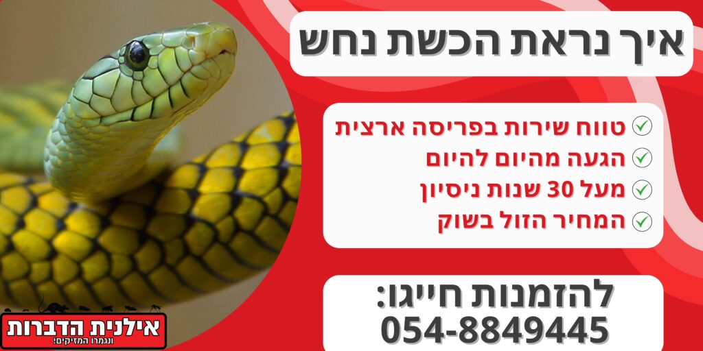 איך נראת הכשת נחש