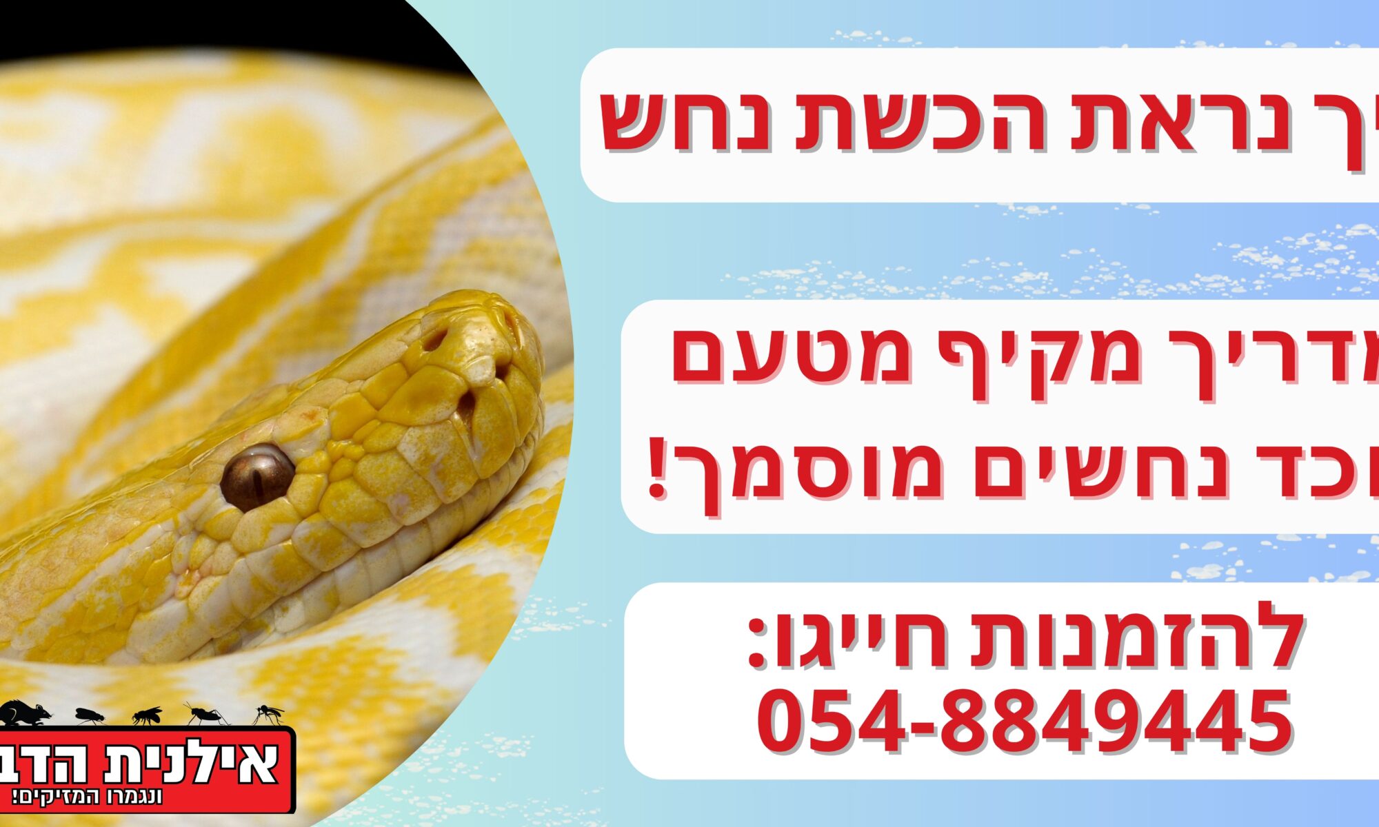 איך נראת הכשת נחש