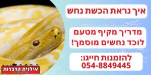 איך נראת הכשת נחש