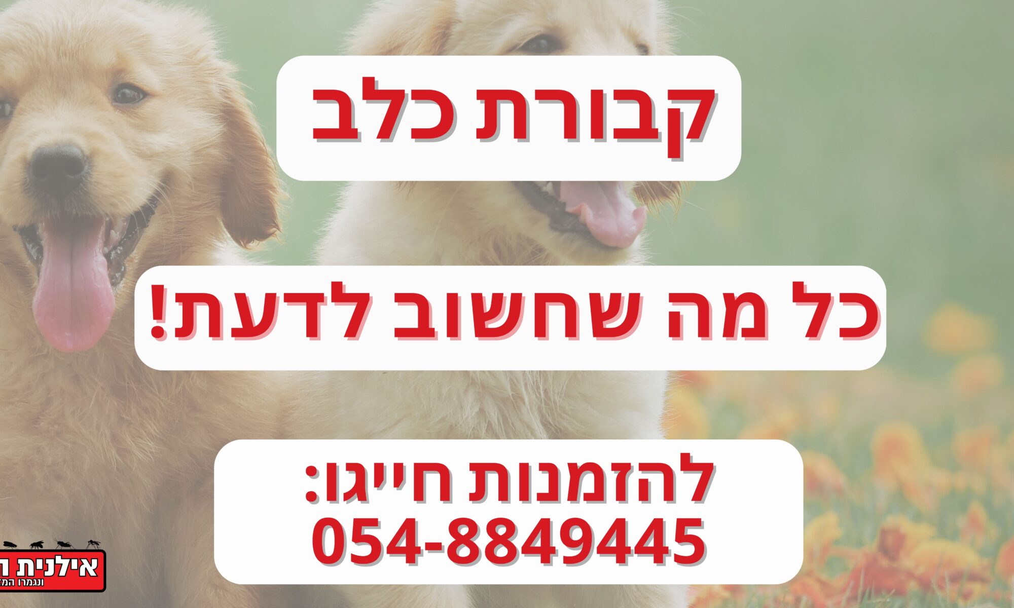 קבורת כלב