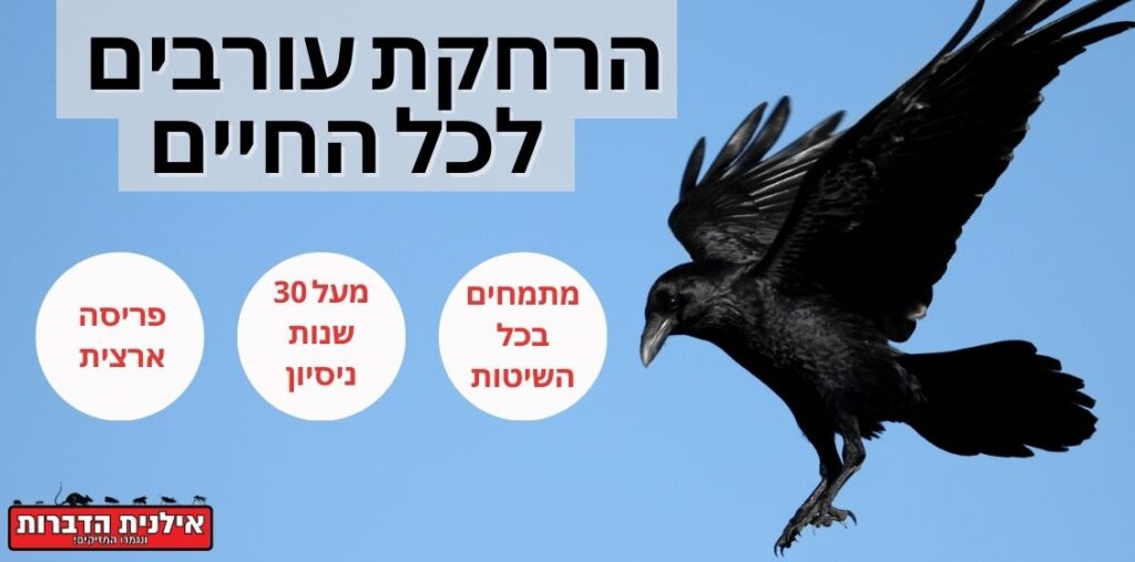 הרחקת עורבים לצמיתות