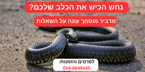 נחש הכיש כלב