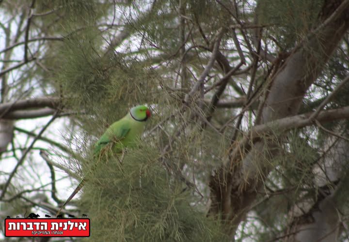 הרחקת ציפורים