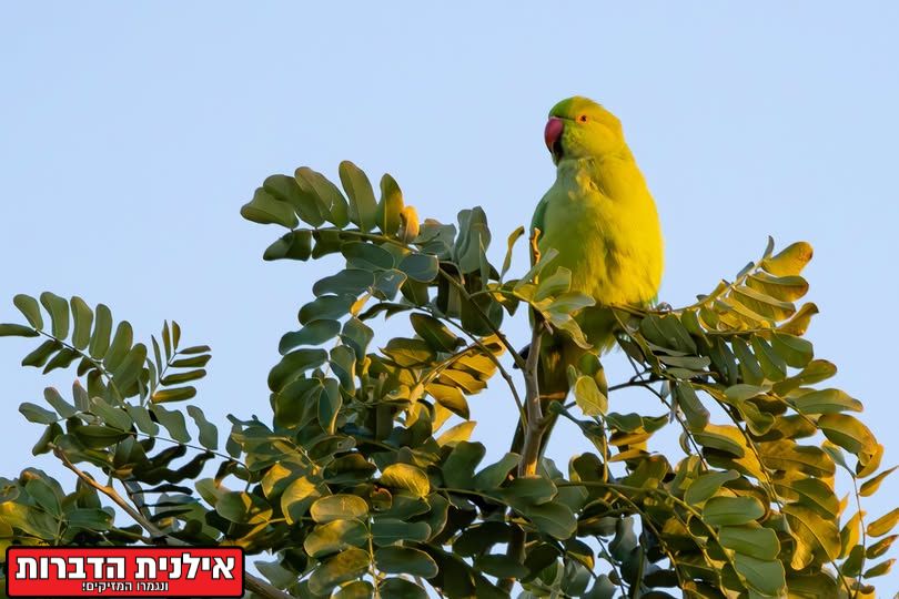 הרחקת תוכי דררה